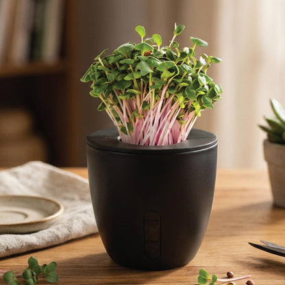 watering pot plants everyday Terra